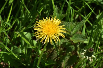 Taraxacum Officinale, yellow Dandelion flower in green grass. 