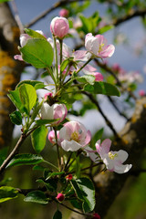 Apple Blossom. In the garden, apple trees bloomed. Spring collorites. For your design, posters, cards, congratulations, banners.