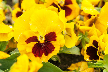 Yellow viola flower blossomed in the flowerbed. Spring, summer flowers