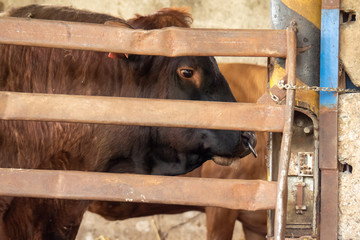 Lovely detailed close up of cow's eye and top front of head. Czech Republic