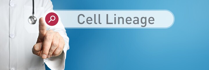 Cell Lineage. Doctor in smock points with his finger to a search box. The term Cell Lineage is in focus. Symbol for illness, health, medicine