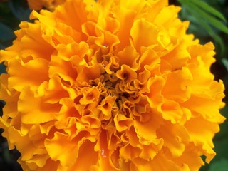 Yellow Flower In A Garden