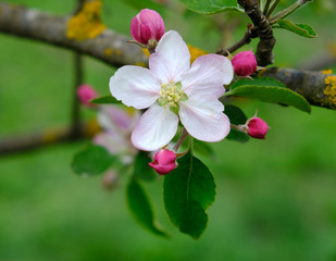 Apple Blossom. In the garden, apple trees bloomed. Spring collorites. For your design, posters, cards, congratulations, banners.