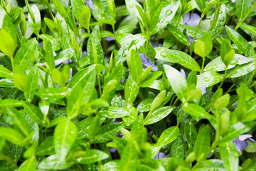 Lush forest greens with raindrops and hidden flowers