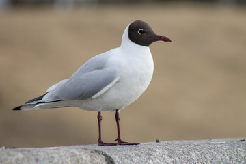 a black-headed gull sits on the parapet