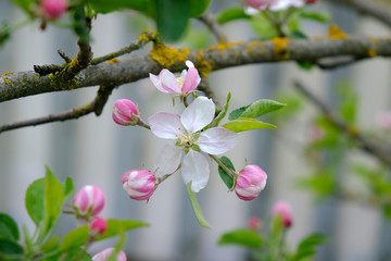 Apple Blossom. In the garden, apple trees bloomed. Spring collorites. For your design, posters, cards, congratulations, banners.