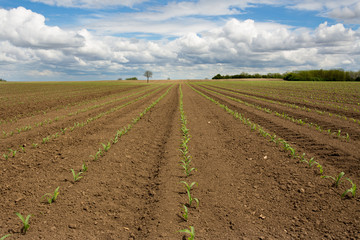 Fototapeta na wymiar Corn sprouts in field