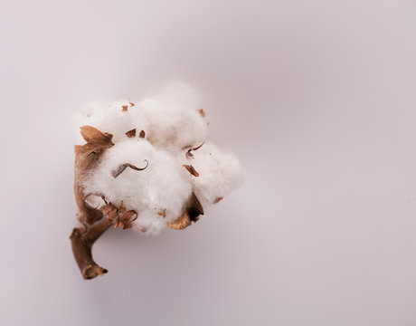 cotton flower on a white background