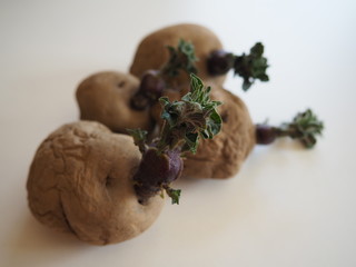 Landscape photo of Epicure potatoes chitting on a white background