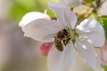 Bee pollinates cherry blossoms in spring garden