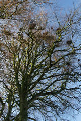Fototapeta premium Crow's nests on old trees in the rays of the setting sun.