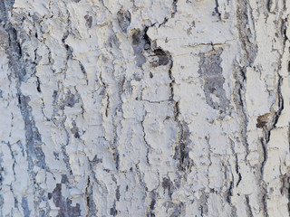 Texture of an old tree trunk bark painted white color close up. Wood bark Macro view background.