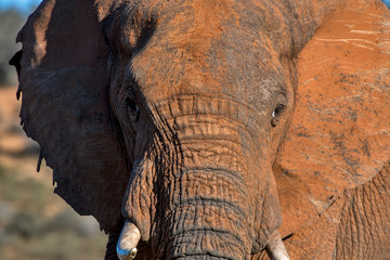 African bush elephant photographed in South Africa. Picture made in 2019.