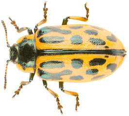 Leaf beetle Chrysomela vigintipunctata or spotted willow leaf beetle is a species of...