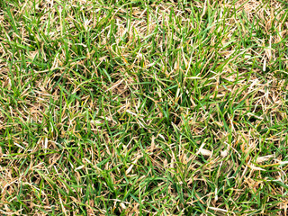 Green grass on the lawn close-up, texture.