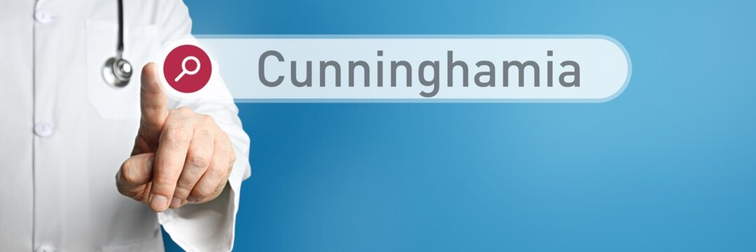 Cunninghamia. Doctor in smock points with his finger to a search box. The term Cunninghamia is in focus. Symbol for illness, health, medicine