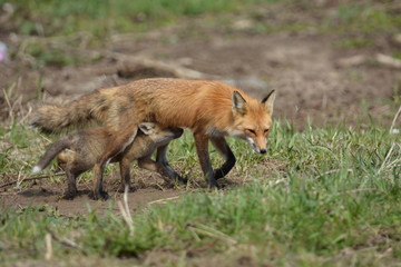 Red Fox mother and cub