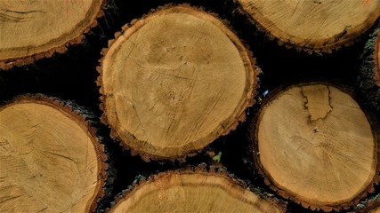 Pile of  felled trees in the forest