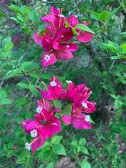 pink flowers in the garden