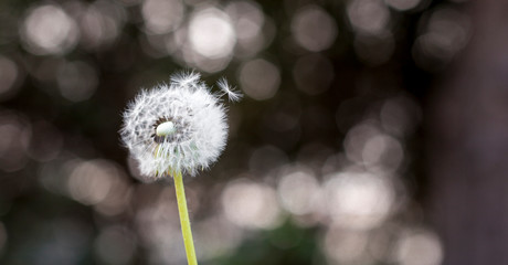 Löwenzahn Pusteblume vor verschwommenem Hintergrund. Dandelion on blurry background. Wunsch in den Wind blasen. Blowing in the wind.