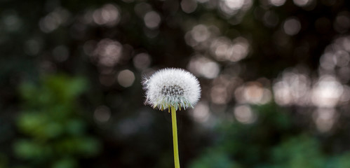 Löwenzahn Pusteblume vor verschwommenem Hintergrund. Dandelion on blurry background. Wunsch in den Wind blasen. Blowing in the wind.