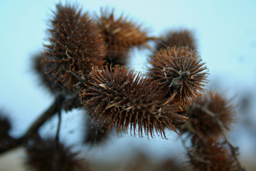 natural hedgehogs on a blue background