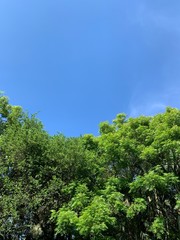 Obraz premium forest and sky