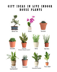 Obraz premium Set of different houseplants on white background. Best gifts for plant lovers
