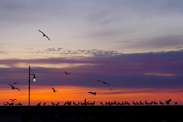 seagulls at sunset