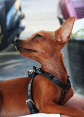 pincher-chiwawa dog portrait photo