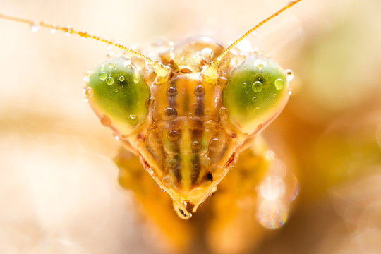 Praying Mantis Closeup Images – Browse 36,520 Stock Photos, Vectors ...