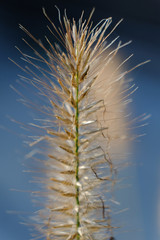dry grass and sky