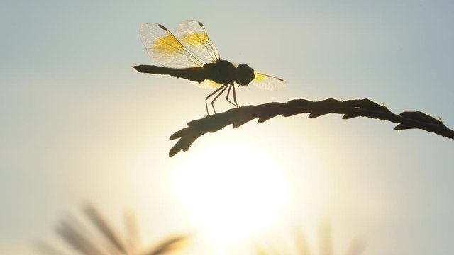 Dragonfly on flower tree on sunset rays background, beautiful wings dragonfly flying in nature summer season
