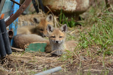 Naklejka na ściany i meble Baby red fox cubs