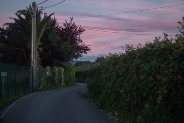 Camino en la naturaleza con cielo rosa