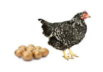 Chicken and golden eggs on white background