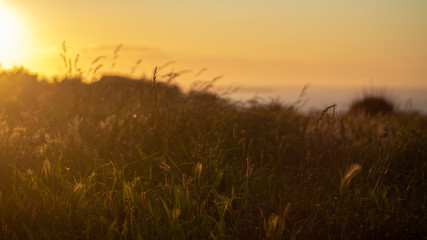 Fototapeta premium Césped/Hierba en el atardecer, contraluz 