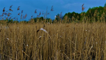 Reeds on the lake. Spring and blue sky