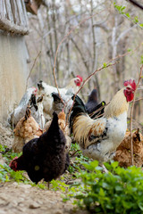 A flock of chickens roam freely in a lush green paddock