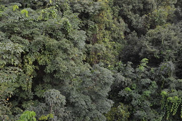 Tree Greenery Background