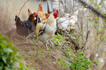 A flock of chickens roam freely in a lush green paddock
