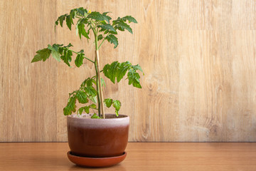 View of cherry tomato plant blooming with yellow flowers in ceramic pot on the wooden table. Wood support stick next to plant. Copy space for your text. Growing food at home theme.