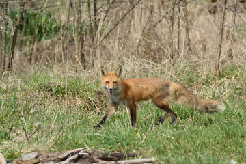 Red fox