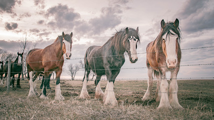 Horses on the Prairies in Springtime 