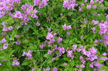 Field of Purple Bougainvillea