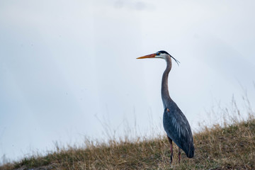 Blue Heron on the Prairies in Springtime 