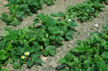 vegetable beds strawberries growing in the garden in spring on a sunny day