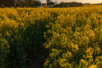 Yellow field of rapeseed in the evening