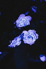 flores blancas con luz negra 