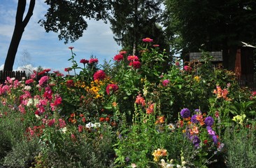 flowers in the village garden